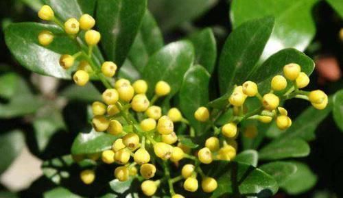 家养“米兰花”,做好三个前奏,枝繁叶茂,开花数量多