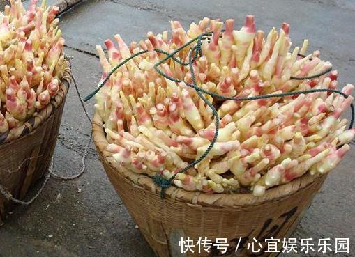 花友|盆里种“生姜”,比君子兰好看,2个月“摘1次”,能吃6个月!