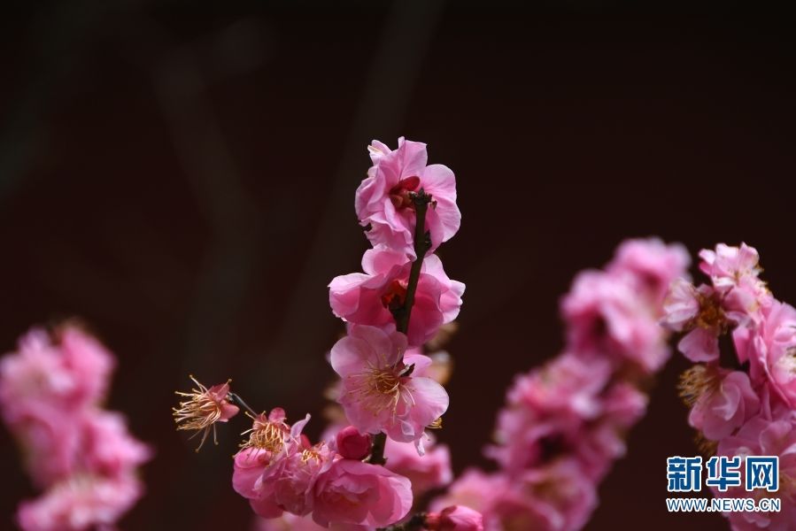 龙泉|昆明：龙泉探梅 山茶迎春