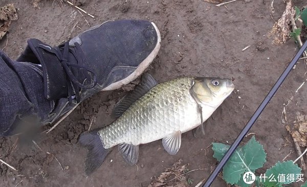 白条鱼|立秋后外出钓鱼,这4点要及时调整,渔获翻倍并不难