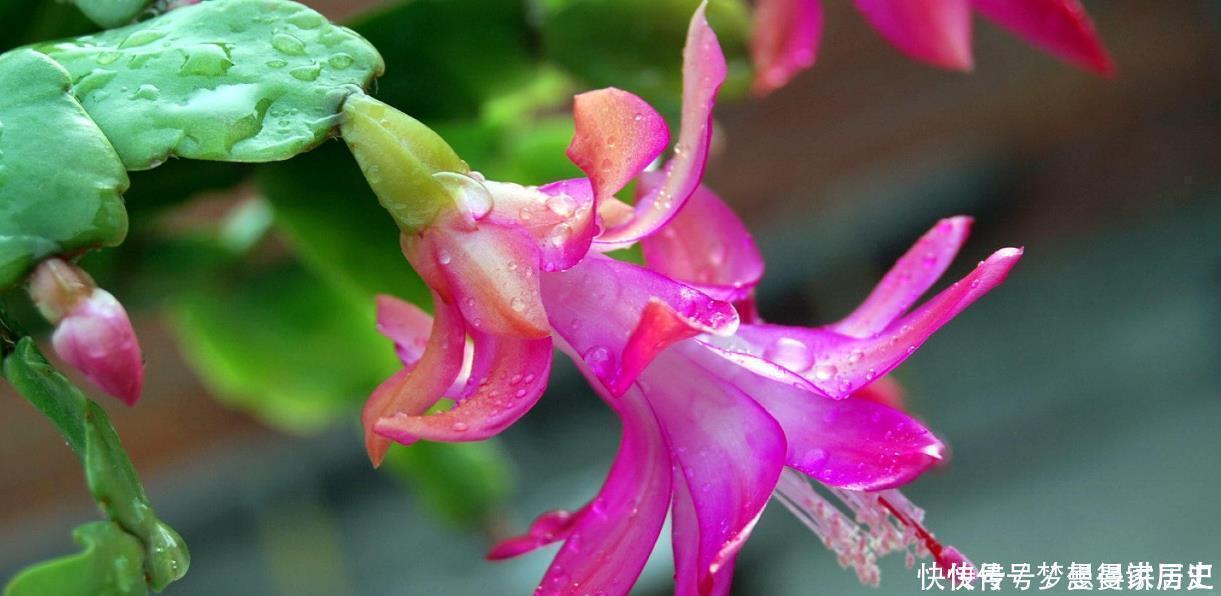 蟹爪兰总是不开花，教你小窍门，叶子肥厚，花开不断爆盆