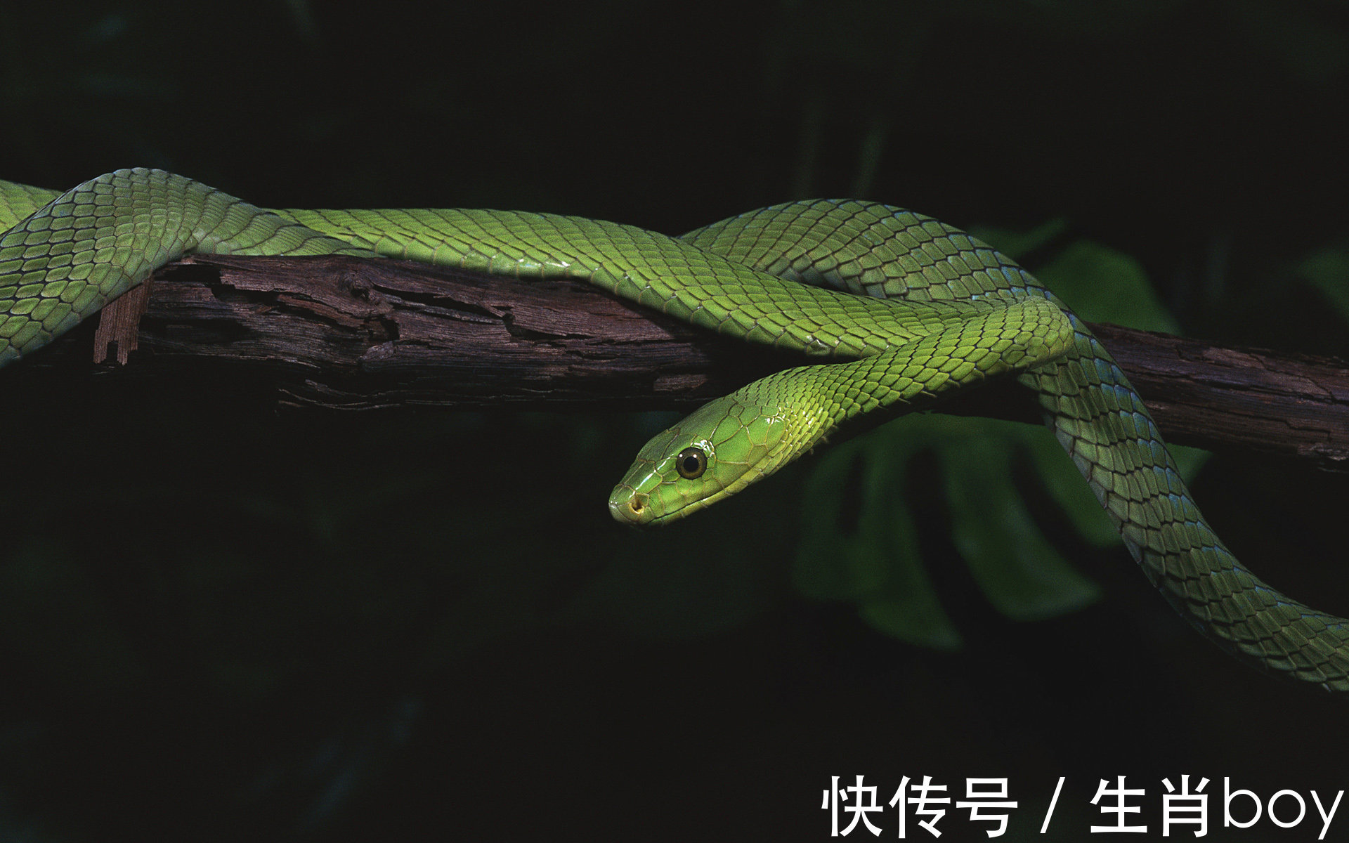 生肖|从2022年开始,偏财运,正财运持续爆发两年,腰缠万贯的4个生肖