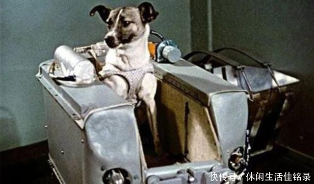 太空 62年前,苏联把一只小狗送上太空,后来这只狗的结局如何