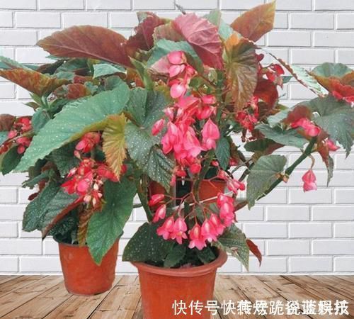 春天养花选它,满树红花,红红火火,一年四季都开花,是盆栽佳品