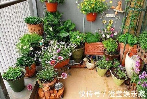 婆婆经常去花店蹭点叶子，没花一分钱，就把花种满了阳台