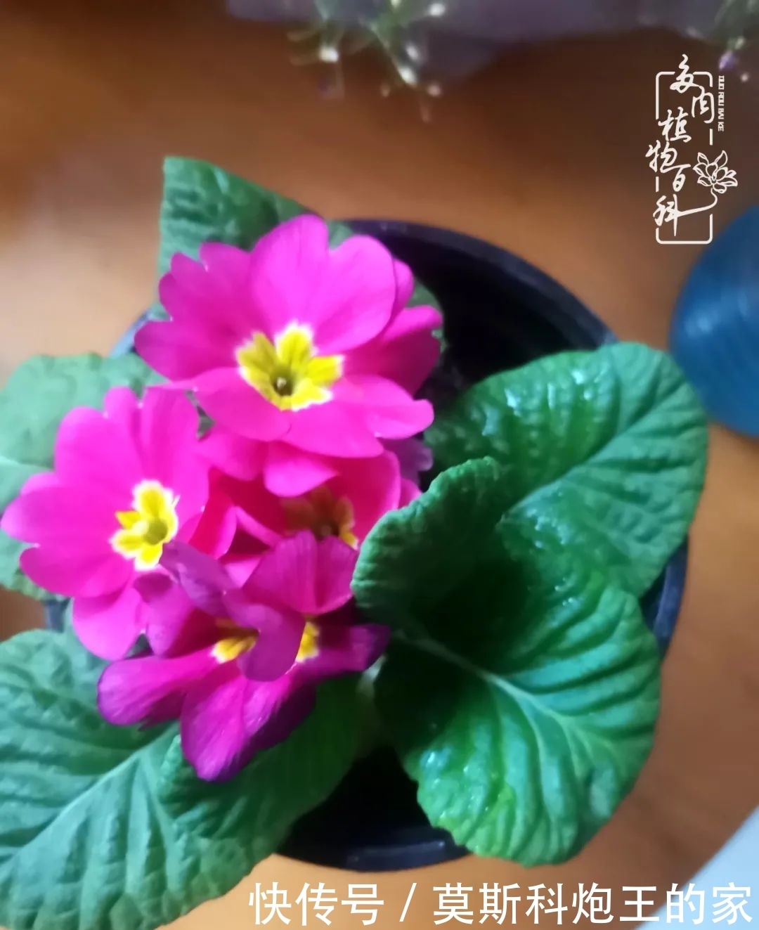 回顾令人难忘的2020年!2021,我定不负美肉不负众望!