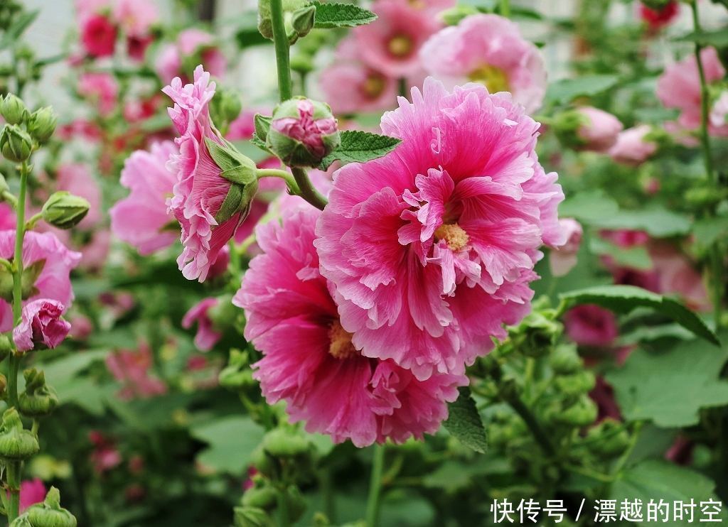 此花才是真正的“长寿花”,1粒种子埋土里,一活就是50年