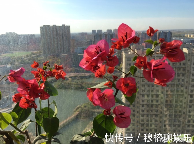 磷酸二氢钾|三角梅只长叶子不开花，赶紧剪一刀、虐一虐，花呼呼全开！