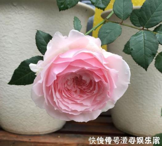 肥料|“肥料”别再买，在家就能自制“1种肥水”，浇啥花都可以，值！