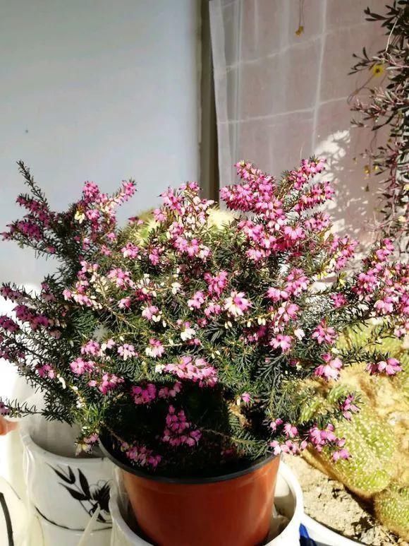 4种花身材不大,花量却怪“吓人”,深秋花开一大片,美翻了