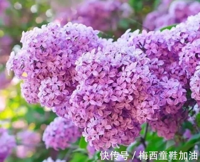 金边瑞香|4种花养家里，直接变成“小花园”，开花漂亮财运来，一养就上瘾