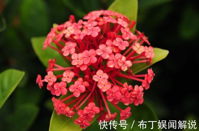 养花就养3种“贱花”，耐热耐晒更耐旱，满屋都飘香，夏天也爆盆