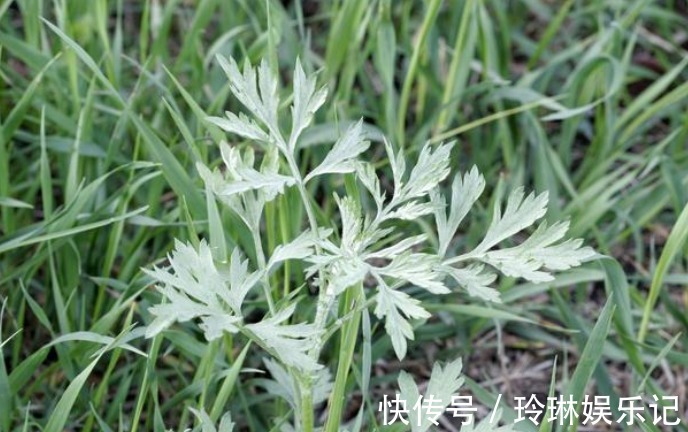 艾叶|“家有三年艾,郎中不用来”,艾叶浑身都是宝!但这类人不要碰