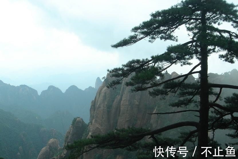 青松！唐朝李山甫一首《松》诗，写尽青松万千气象，抒发浓浓喜爱之情