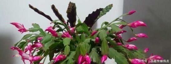 园土|蟹爪兰用“它”养,长出“钢片”叶,又硬又绿,再也不会“软”!