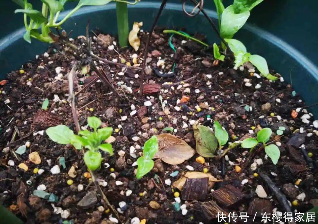 品种|6月份扦插,选好合适的植物品种,沾土、泡水都能活