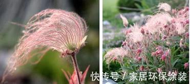 花柱|花朵开得像烟火，国内有钱买不到，它的名字叫做草原烟