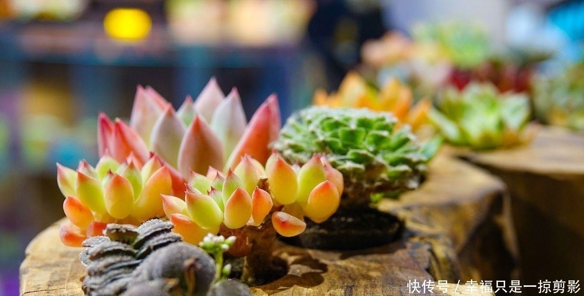 胖子|多肉植物施肥,把握好时机,多肉长成大胖子