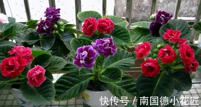 浇水|想要在家养花，想要大富大贵，不如就盆栽它，好活、寓意美