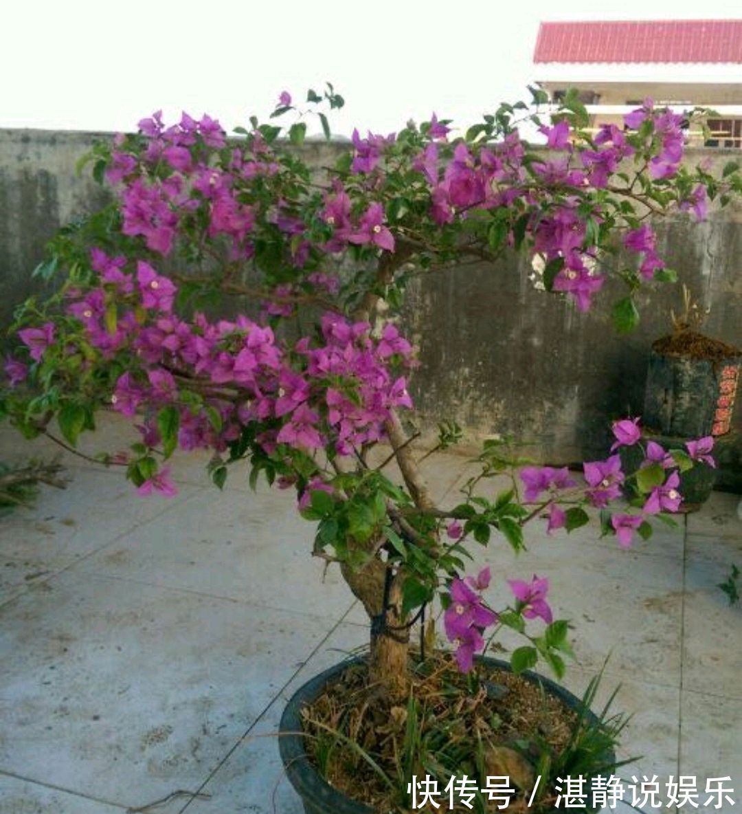 盘扎|只要狠心,没有改造不了的三角梅盆景,看到效果图后太喜欢