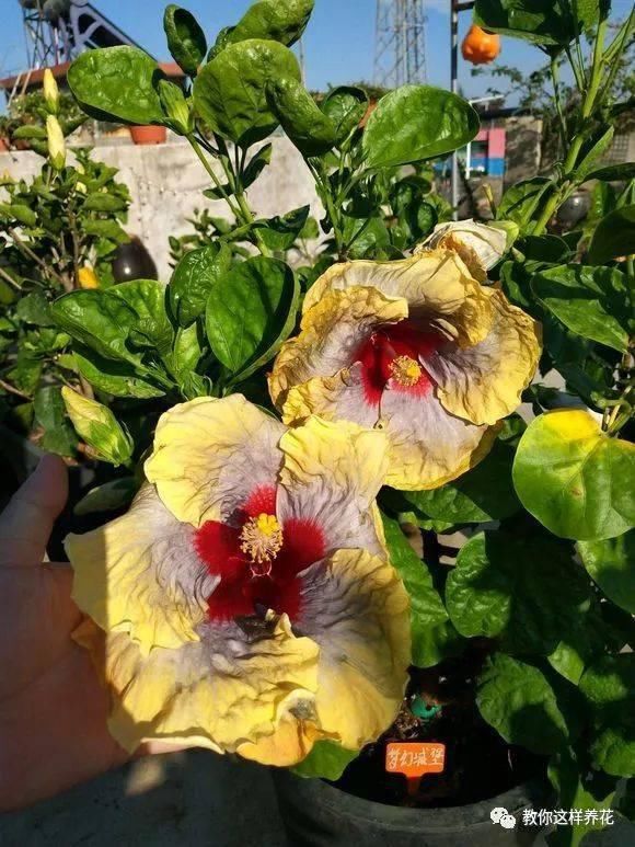 根系生长|6种花爱“喝酒吃醋”,半月来1勺,叶片浓绿滴油,狂开花!