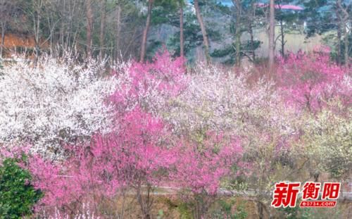 新春走基层：衡阳周边游受青睐 市民竞相“打卡”乡村花海