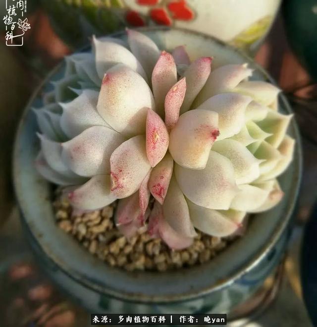 养多肉近四年，一路的走来，阳光总在风雨后！