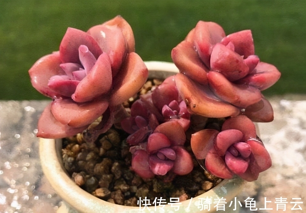 彩虹糖|多肉彩虹糖,精致版的紫乐,容易上色喜欢群生,新手也可以放心养