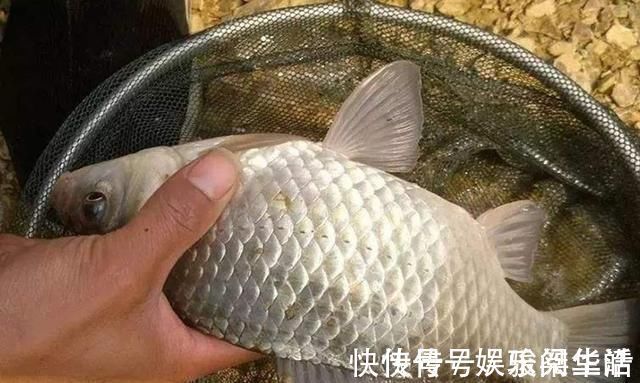 钓阳|冬天一冷,鱼就不好钓,庆幸我有百试百灵的套路,每次钓完特过瘾