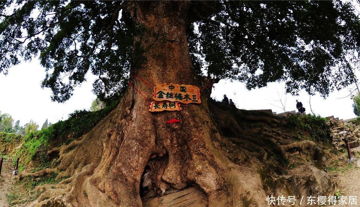 院子里有空地，就种“四大名贵树”，越大价值越高