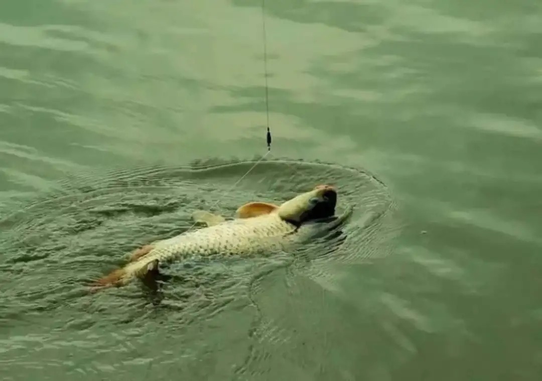 出现这几个迹象时,说明大鱼已经进窝了,赶紧抛竿中鱼!