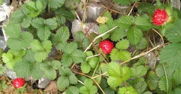 小时候|乡下茅房边的“野草莓”,小时候摘了不敢吃,殊不知营养价值很高