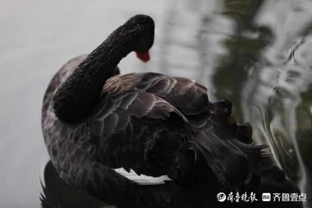 惬意|情报站｜舒服！济南百花洲黑天鹅享受冬日阳光，惬意自在水中游