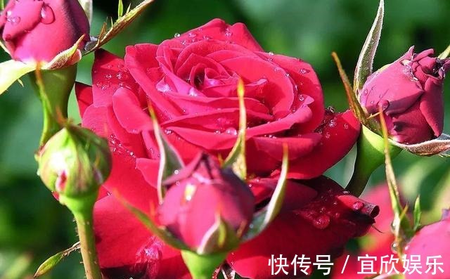 大苗|长寿花“花败”赶紧剪一刀,剪得对开得多,保证养分再开一茬