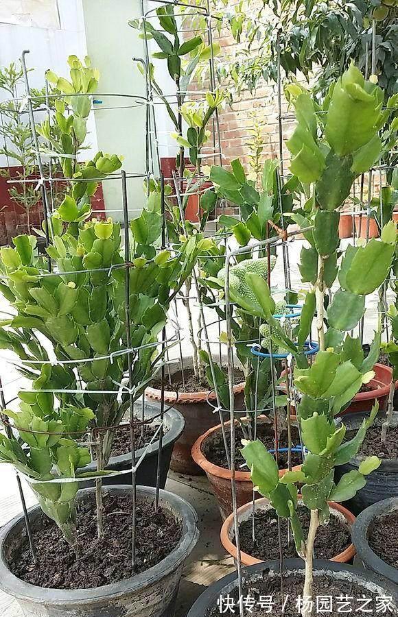 叶片|秋天养蟹爪兰，调整4个“方向”，叶片杠杠肥厚，花开满枝头