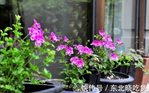 家里养花招虫子，往花盆里放这种小东西，比杀虫药管用