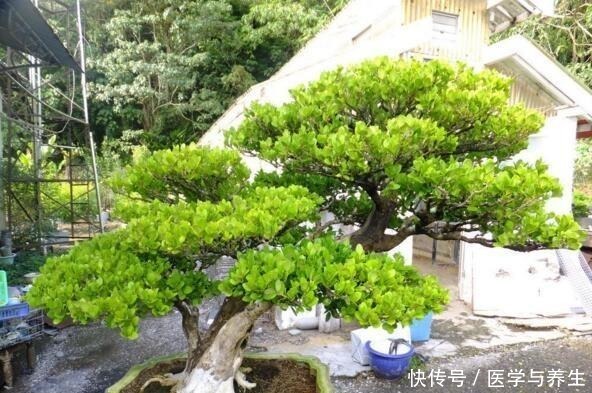 什么长寿花、富贵竹都不如养这“4种树”,寓意吉祥,越养越值钱!