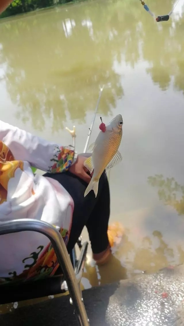 小鱼闹窝,教你几招,其中一招“以毒攻毒”极端法,百试百灵