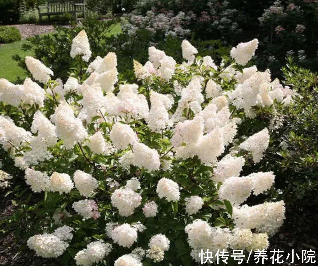 适合栽院子里的5种花，开花漂亮又好养，冬天不怕冻