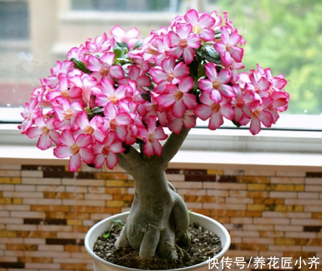 肥料|家中常见的6种花，想要夏季花开不断，不要吝啬光照，使劲晒