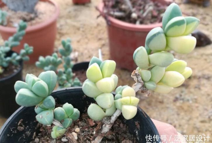 养护|多肉黄金鹿角海棠就是鹿角海棠锦,但假的特别多,分不清就会被坑