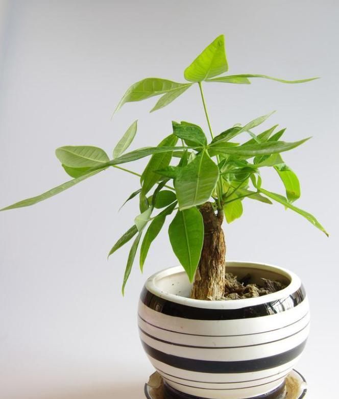 给花草进行卫生大扫除，就用3个方法，干干净净过大年