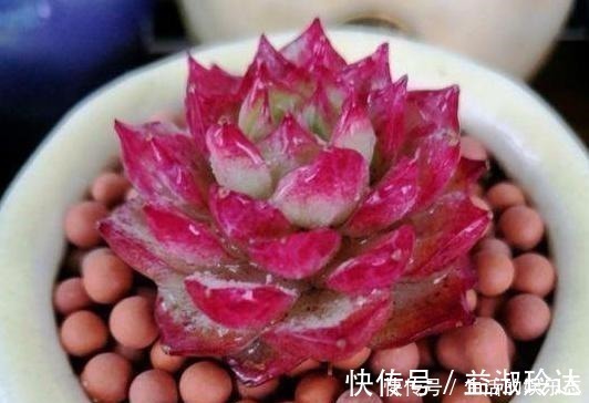补水|给多肉浇水是门学问,5种方法,让你弄清楚该如何正确补水!