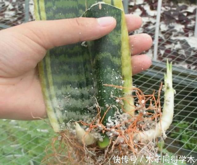 虎皮兰太好养了，剪段叶子，插土里就能活