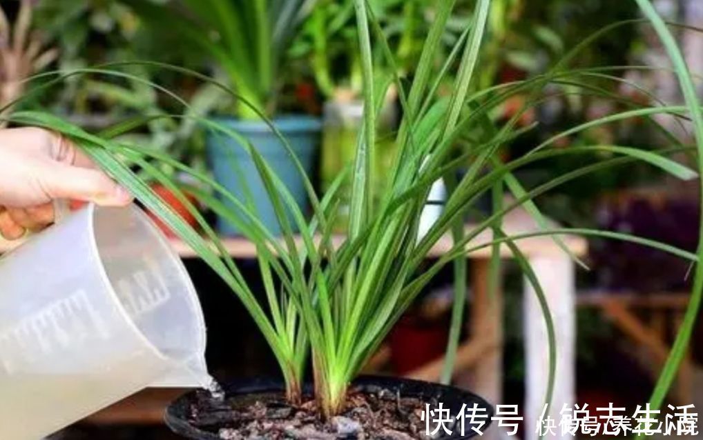 植株|夏天太热，家中养兰花有“4不做”，现在知道还不晚
