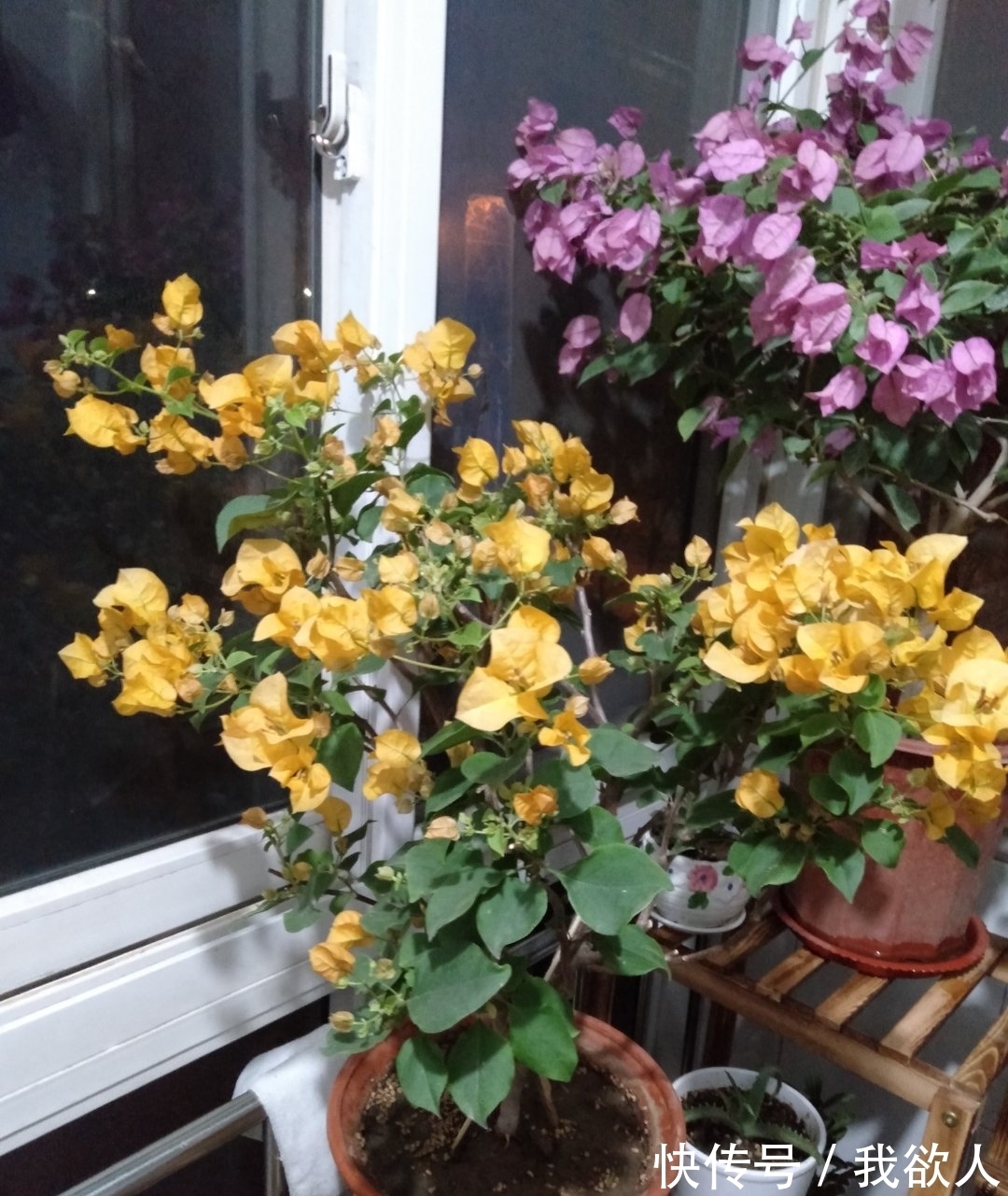 三角梅未开花,入春不妨“虐”着养,“撒欢长”清新怡人小半年