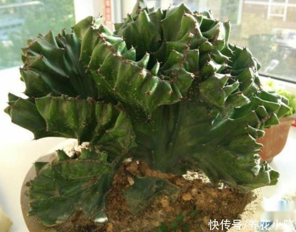 旺宅|家中养盆“玉麒麟”,招财旺宅寓意好,还容易养护