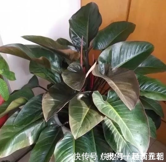 芦荟|最吸“油烟”的花,厨房养2盆,漂亮又净化空气,还能蹭蹭长!