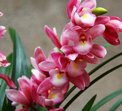 爆盆|家有阳台别浪费了,此兰是香花之首,花香最浓,是“爆盆小能手”