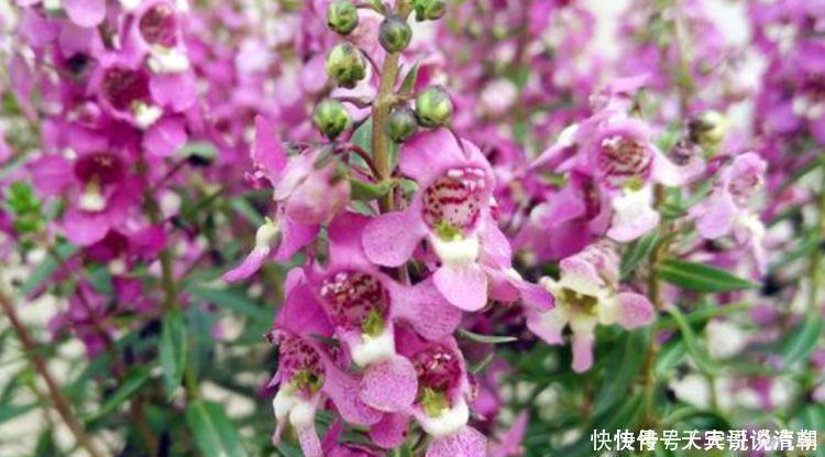 石竹石竹|养花就养4种花,丢盆里猛长,开花多又美,一整年开花!